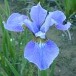 Iris - sibirica Gatineau